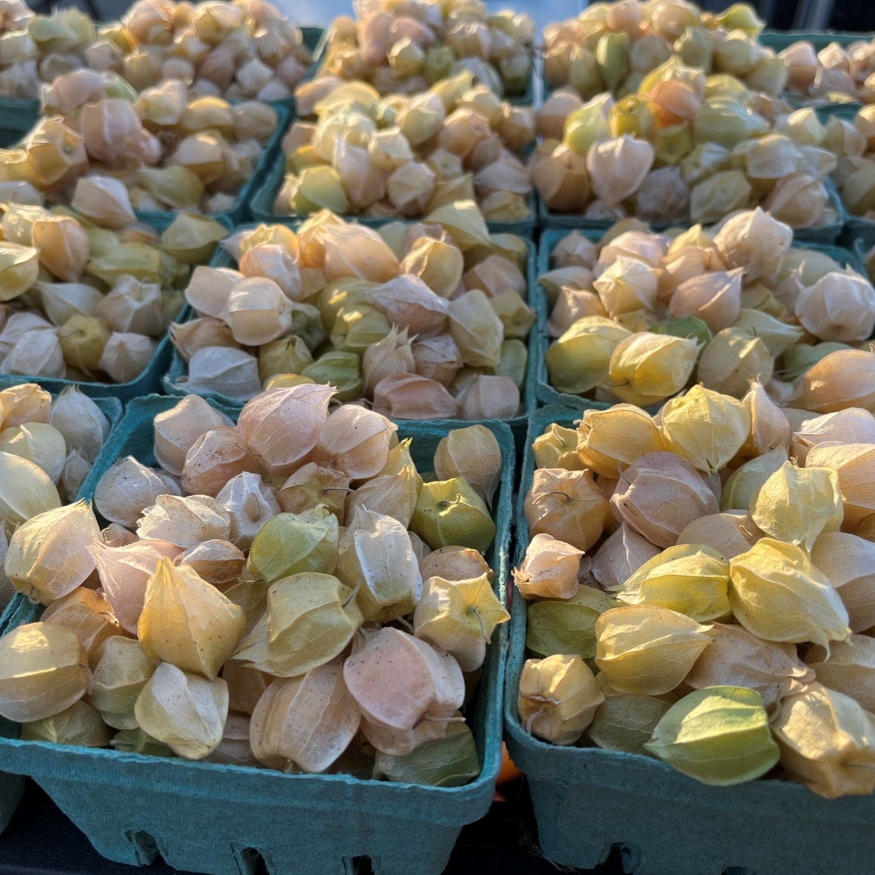 Ground Cherry New Hanover Ground Cherry Seeds Ground Cherry Seeds