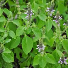 Holy Basil