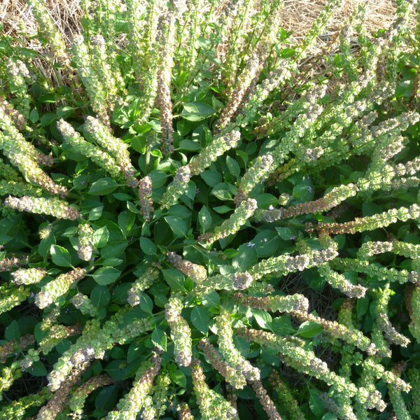 Holy Basil