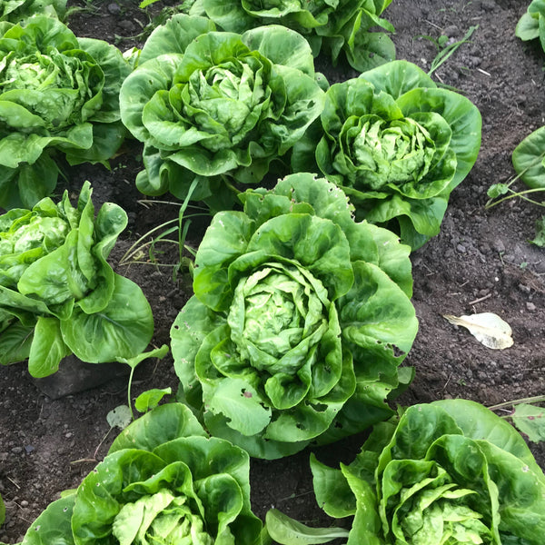 Little Gem Romaine Lettuce