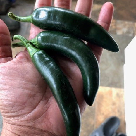 Early Jalapeno