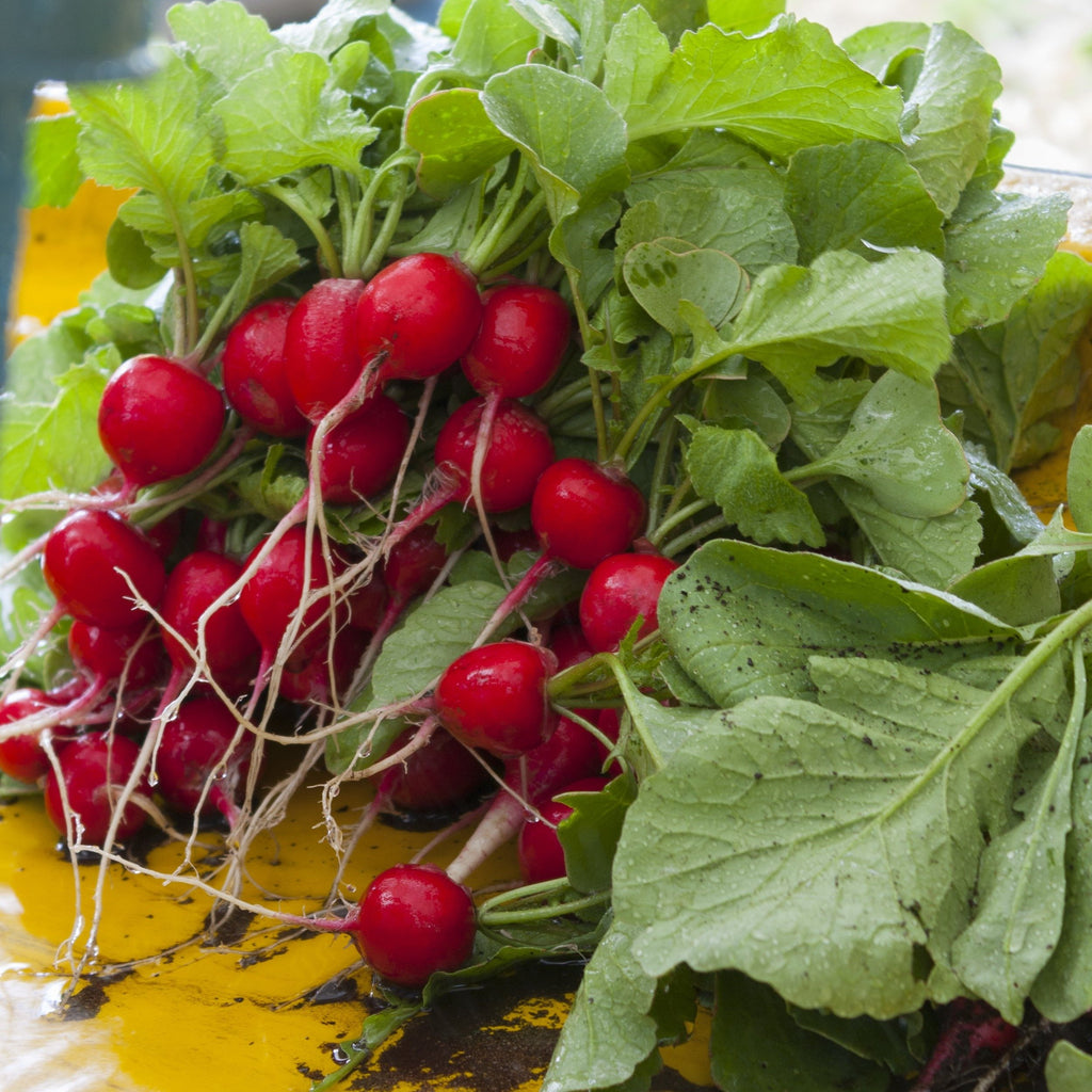 Raxe Radish CO