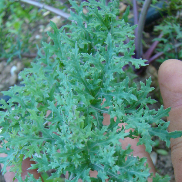 Mossy Kale CO