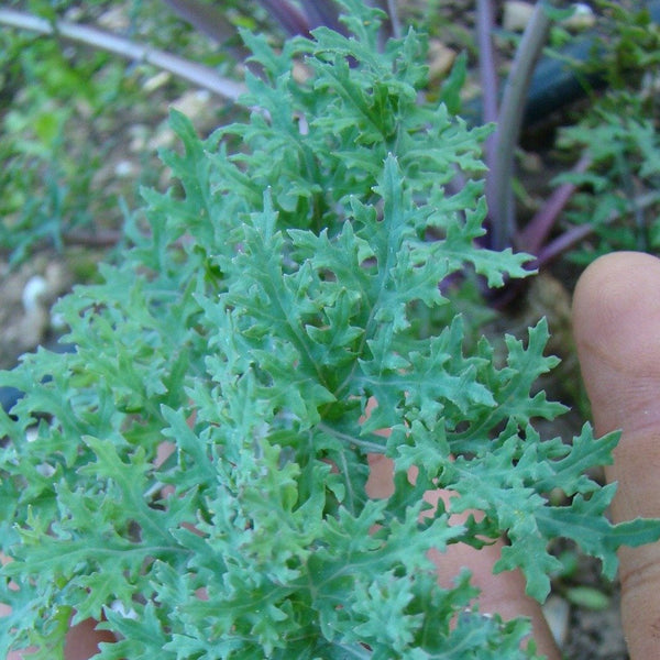 Mossy Kale CO