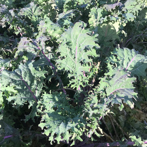 Red Russian Kale - Linnaea