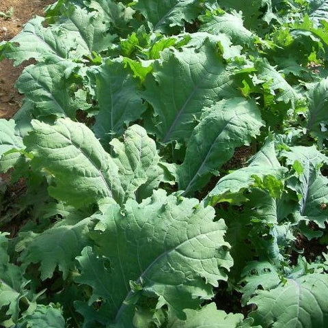Red Russian Kale CO