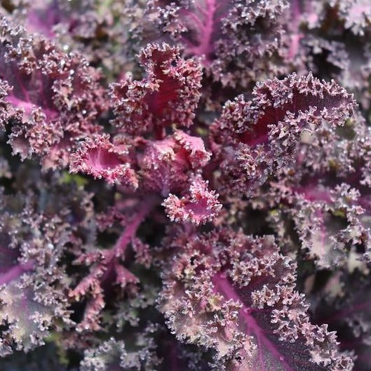 Scarlet Kale CO