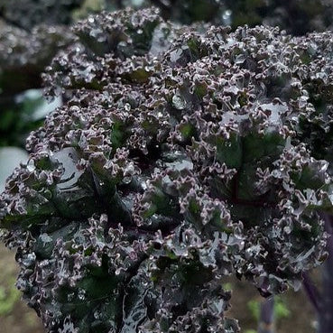 Scarlet Kale CO