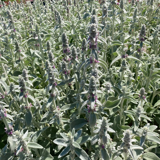 Lamb's Ear