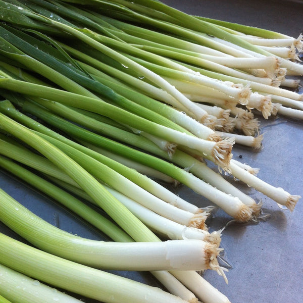King Richard Leek CO – BC Eco Seed Co-op