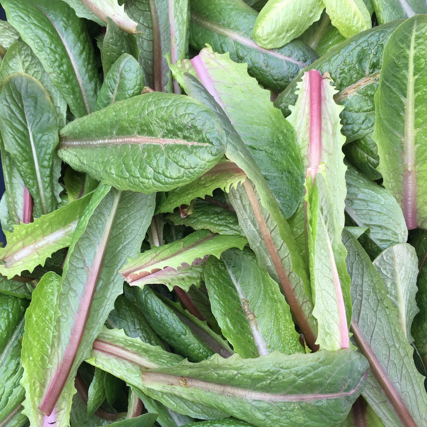 Brown Goldring Romaine Lettuce CO