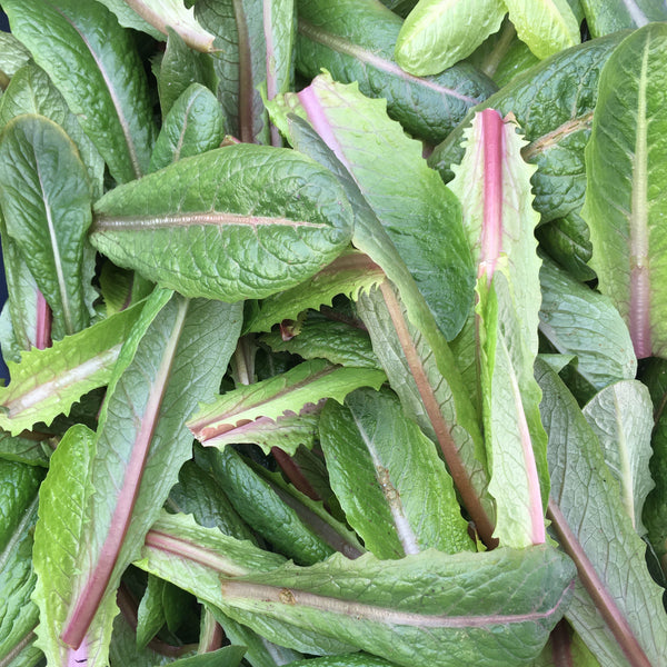 Brown Goldring Romaine Lettuce CO