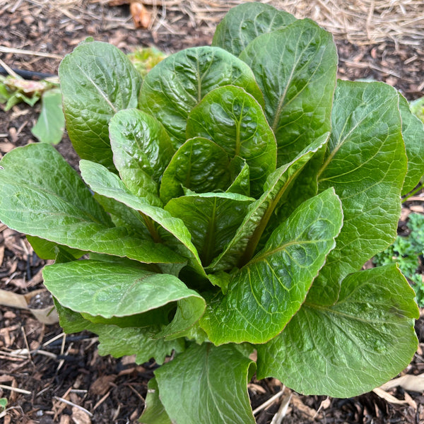 Brown Goldring Romaine Lettuce CO