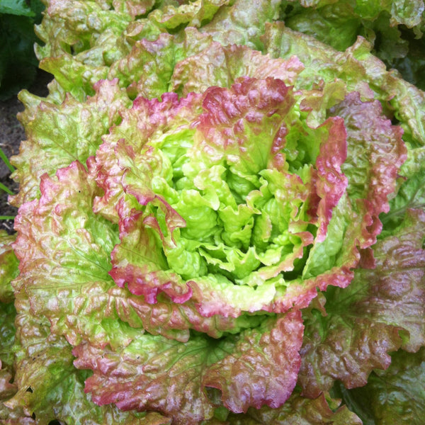 Drunken Woman Lettuce