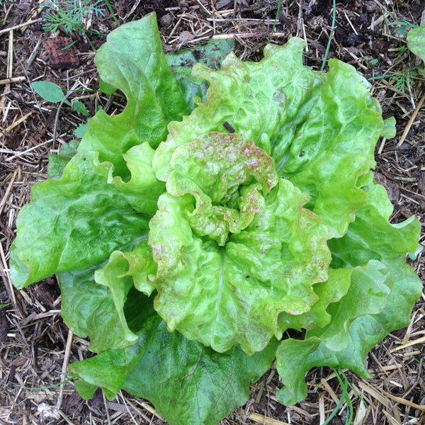 Drunken Woman Lettuce