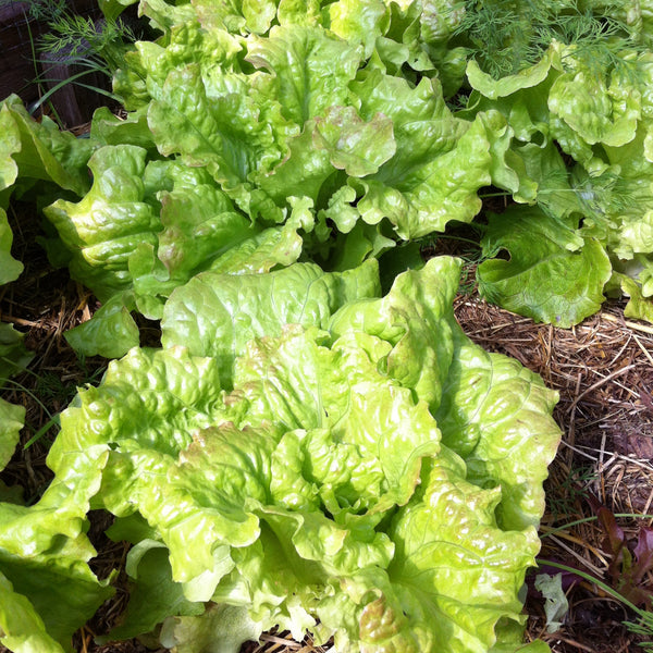 Drunken Woman Lettuce