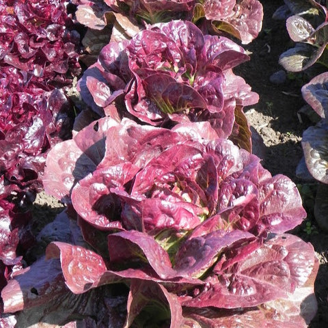 Pomegranate Crunch Lettuce CO