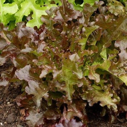 Red Salad Bowl