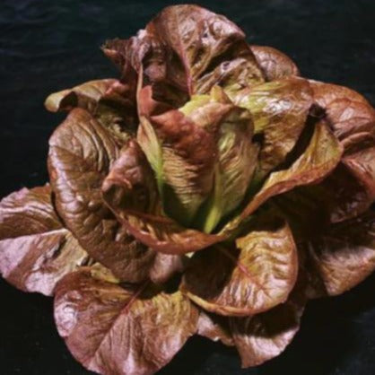 Rouge D'hiver Lettuce CO