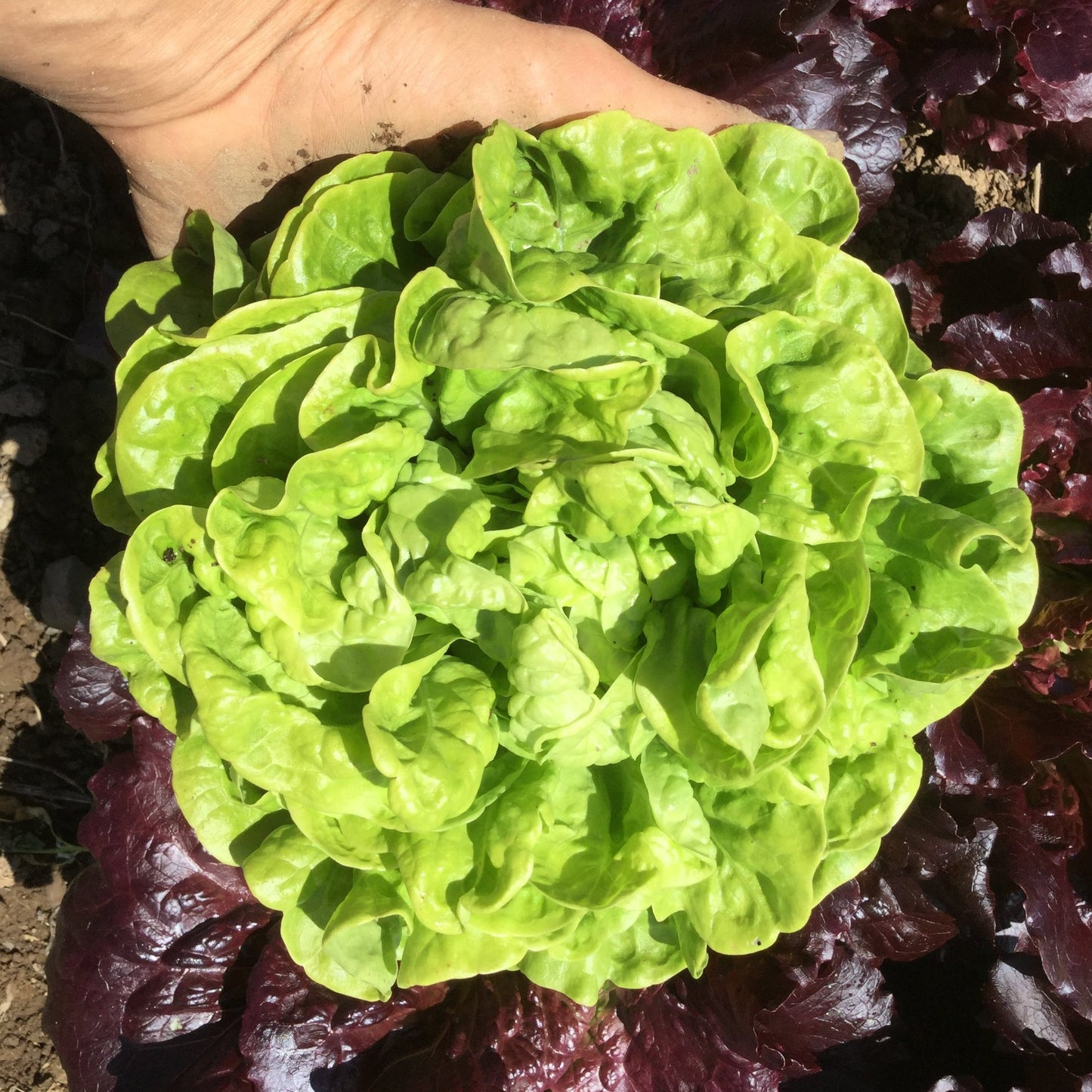 Three Heart Lettuce
