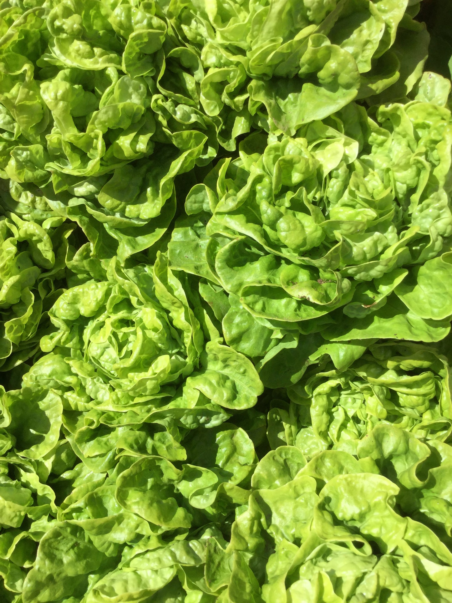 Three Heart Lettuce