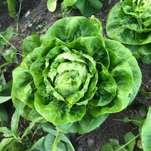 Little Gem Romaine Lettuce