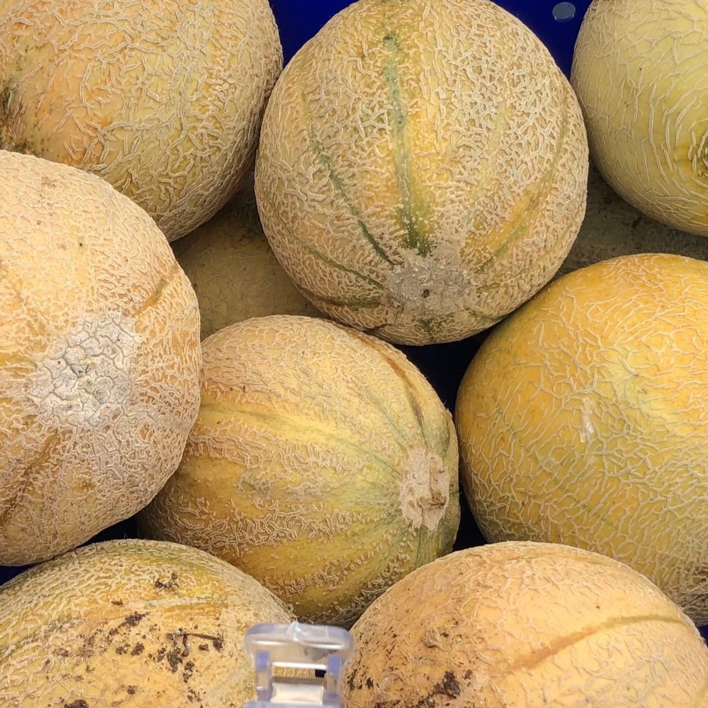 Hope Melon CO
