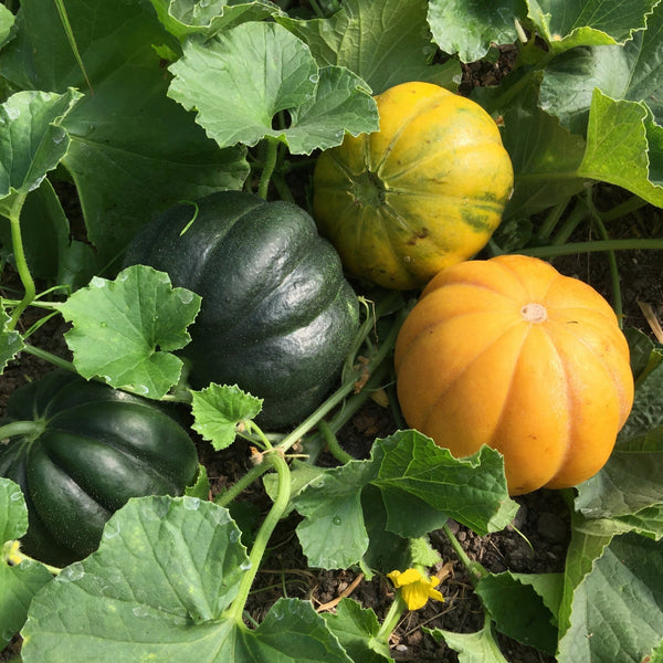 Noir des Carmes Melon