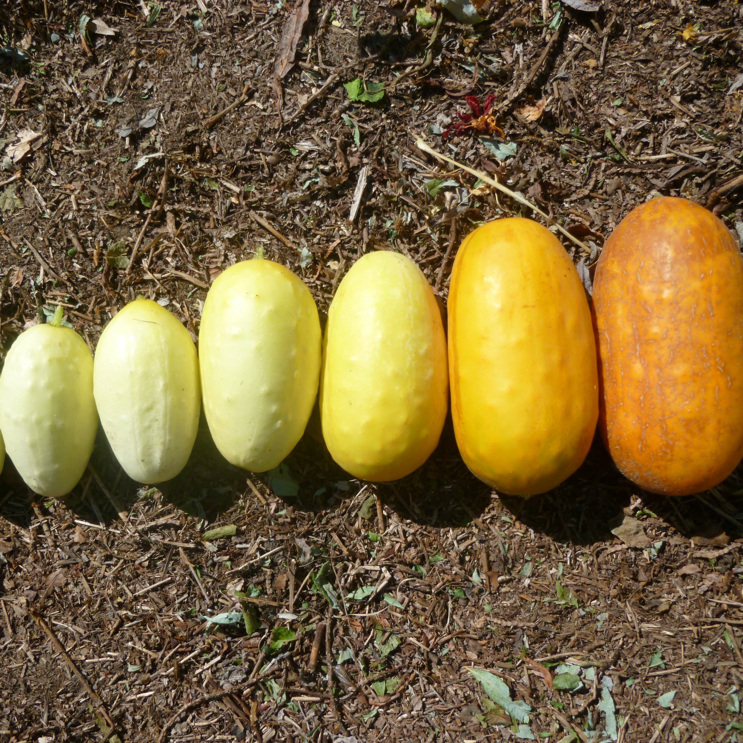 Miniature White Cucumber – BC Eco Seed Co-op