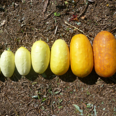 Miniature White Cucumber