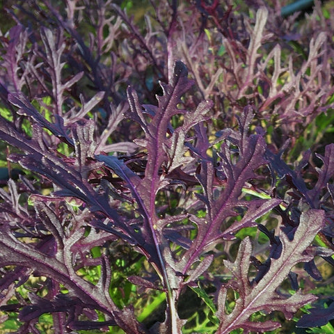 Scarlet Frills Mustard CO