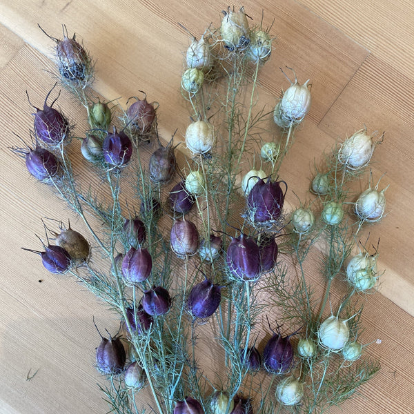 Plum Loco Mix Nigella CO