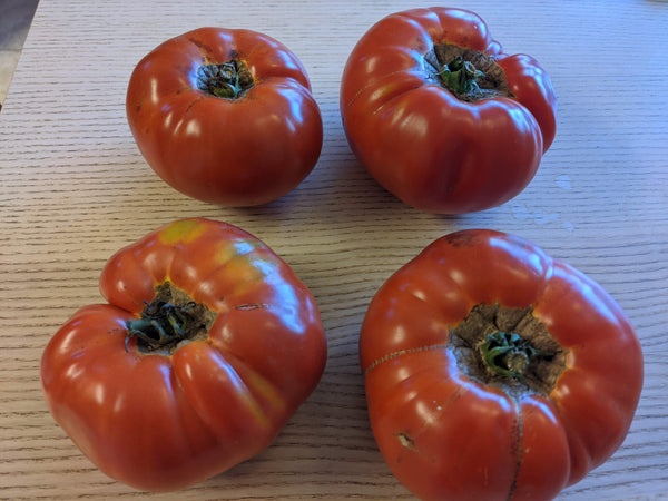 Oregon Spring Tomato