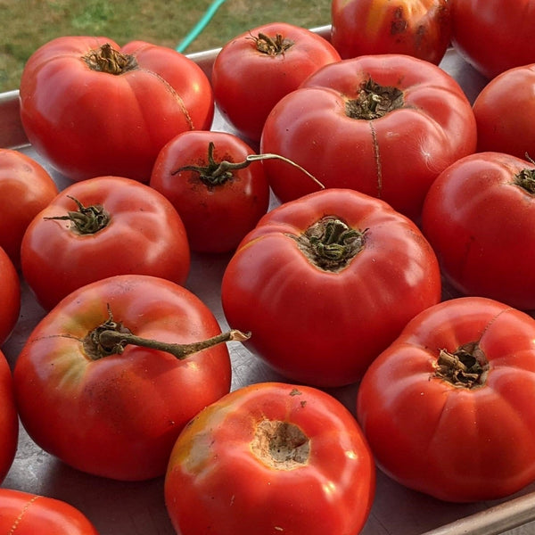 Oregon Spring Tomato