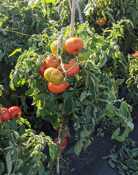 Oregon Spring Tomato