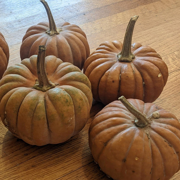 Black Futsu Squash