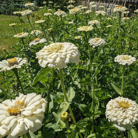 Polar Bear Zinnia