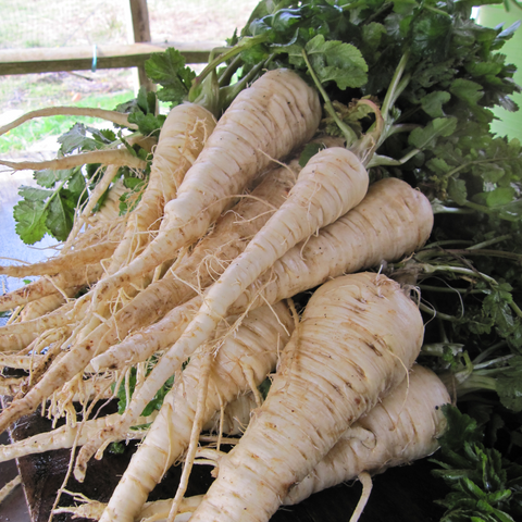 Hollow Crown Parsnip