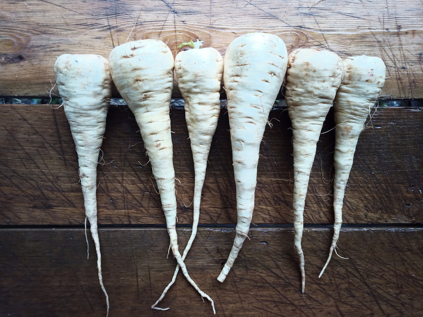 Zylbergold Parsnip