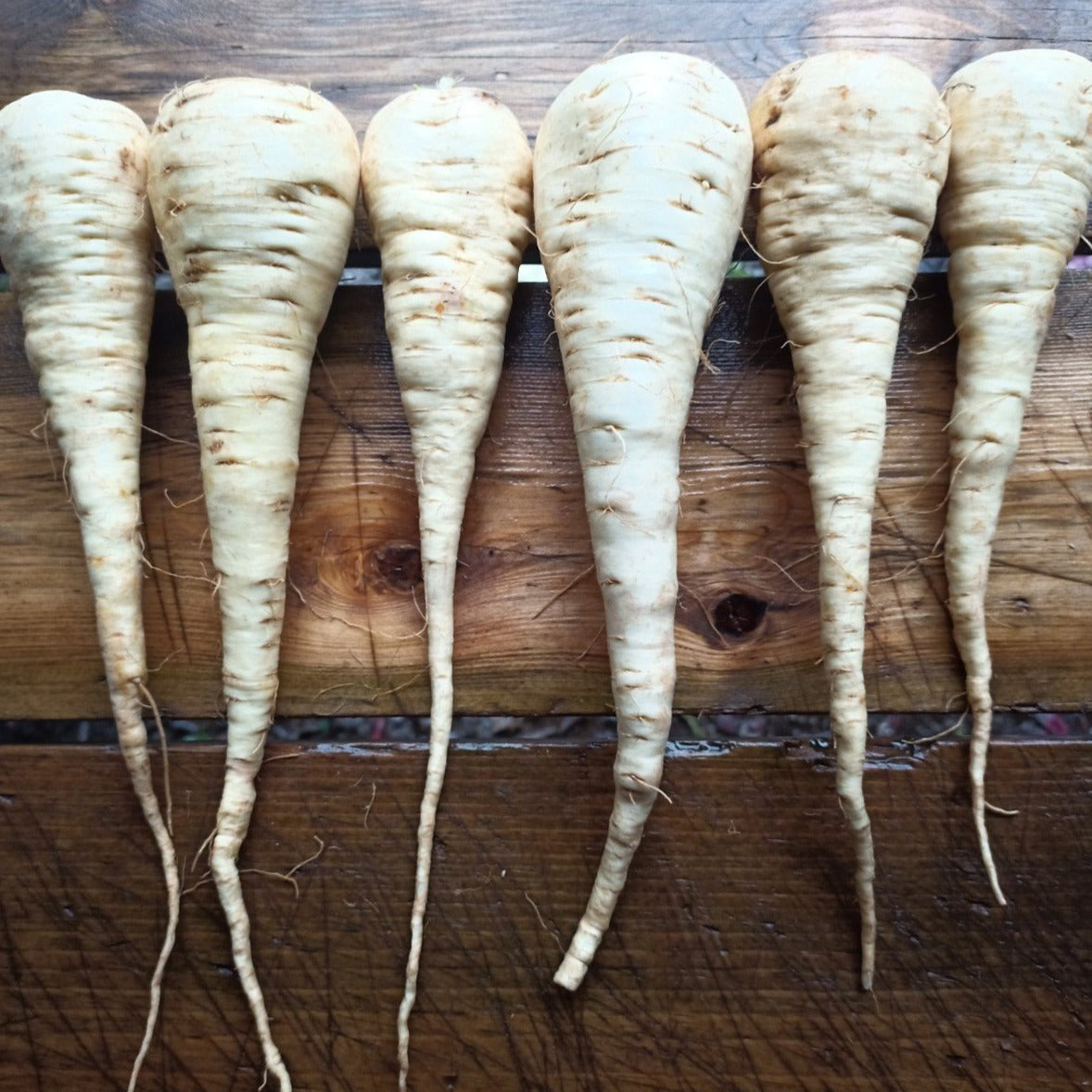 Zylbergold Parsnip