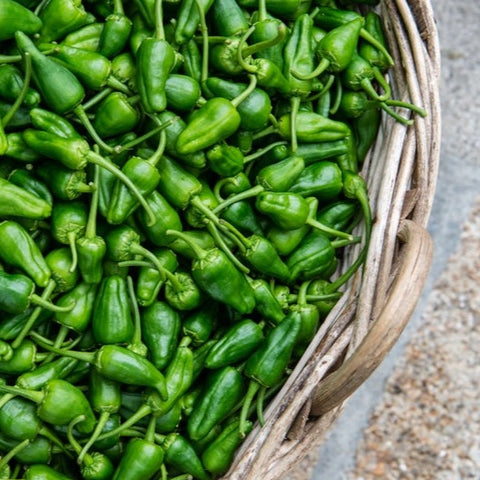 Padron Pepper CO