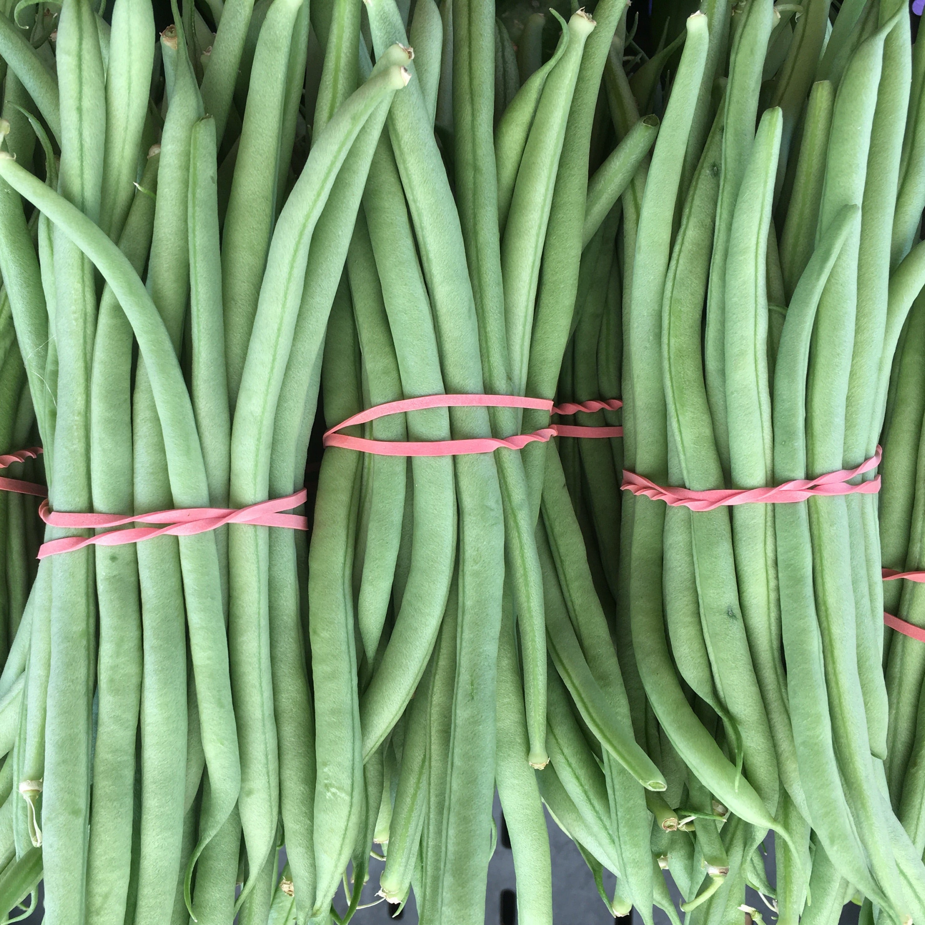 Probat Bean Cobra Bean – BC Eco Seed Co-op