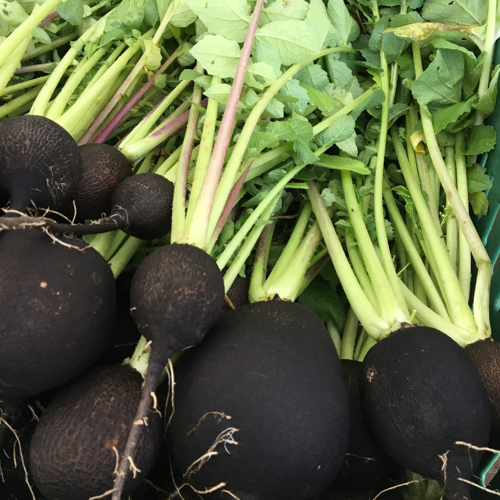 Black Winter Radish CO