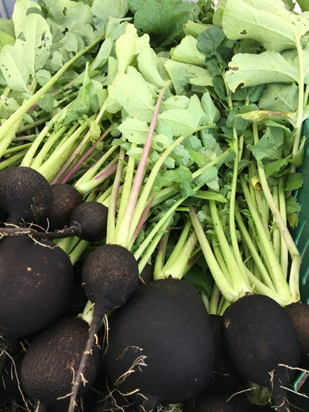 Black Winter Radish CO