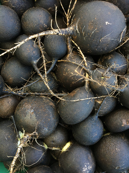 Black Winter Radish CO