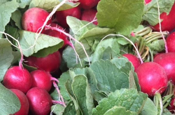 Cherry Belle Radish CO