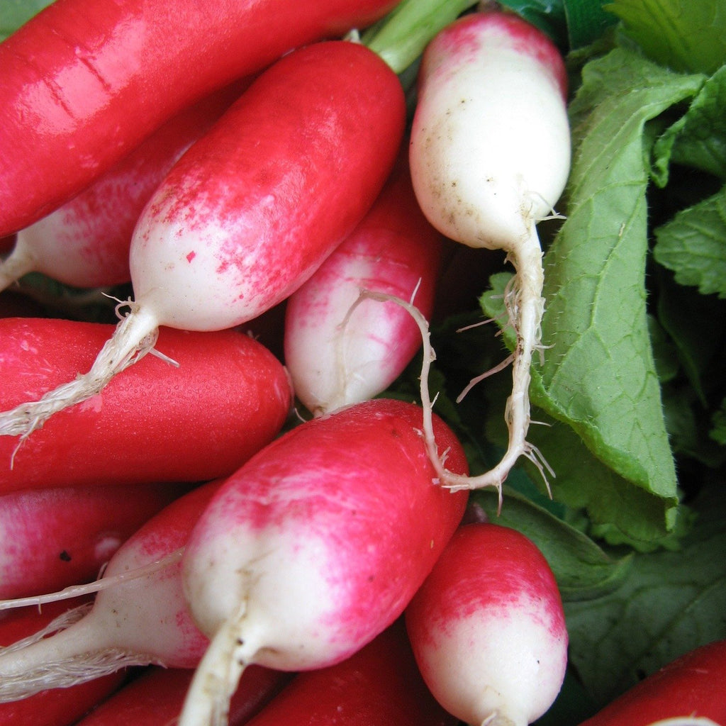 French Breakfast Radish CO