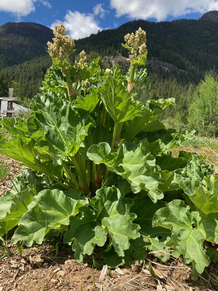 Victoria Rhubarb CO