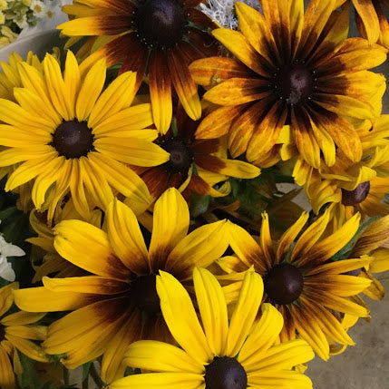Orange & Bronze Shades Rudbeckia CO