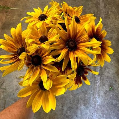 Orange & Bronze Shades Rudbeckia CO